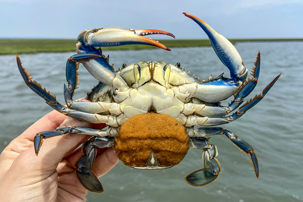 Photo of an egg-bearing blue crab by Alex Schneider.