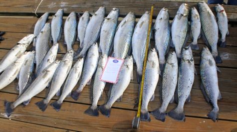 Great new summary of river speckled trout