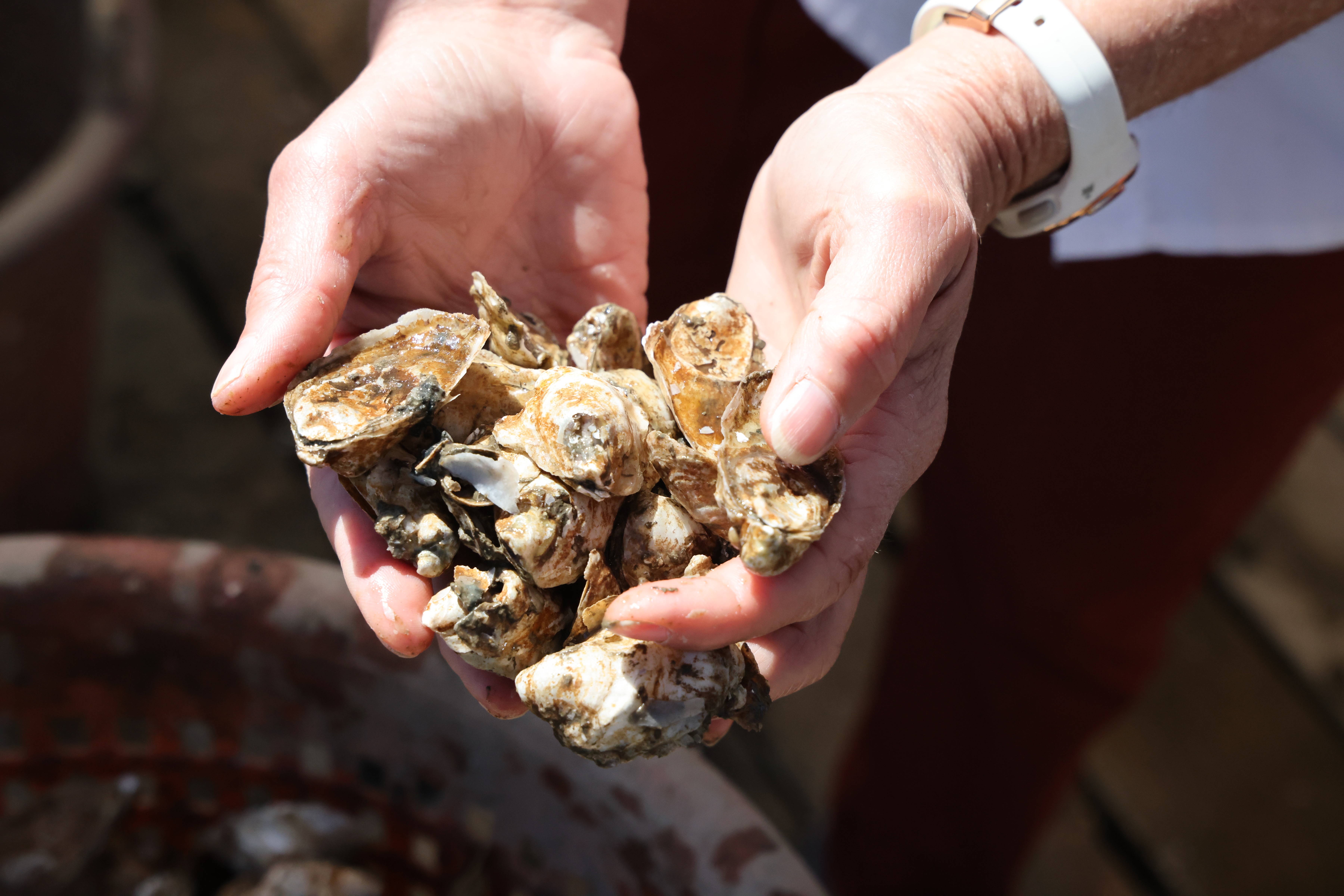 An oyster farmer surveys a recent harvest from their farm.