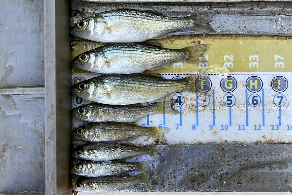 Juvenile Striped Bass