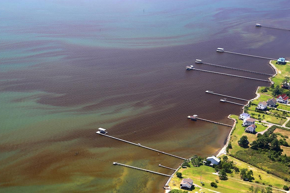 York River Algal Bloom