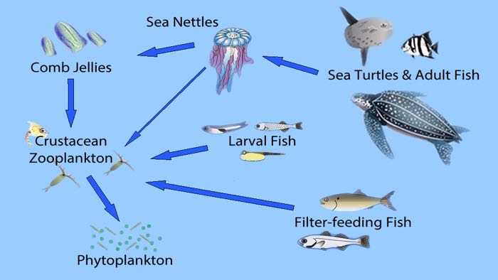 Food Web Virginia Institute Of Marine Science