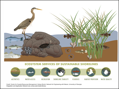 Ecosystem Services of Sustainable Shorelines Poster