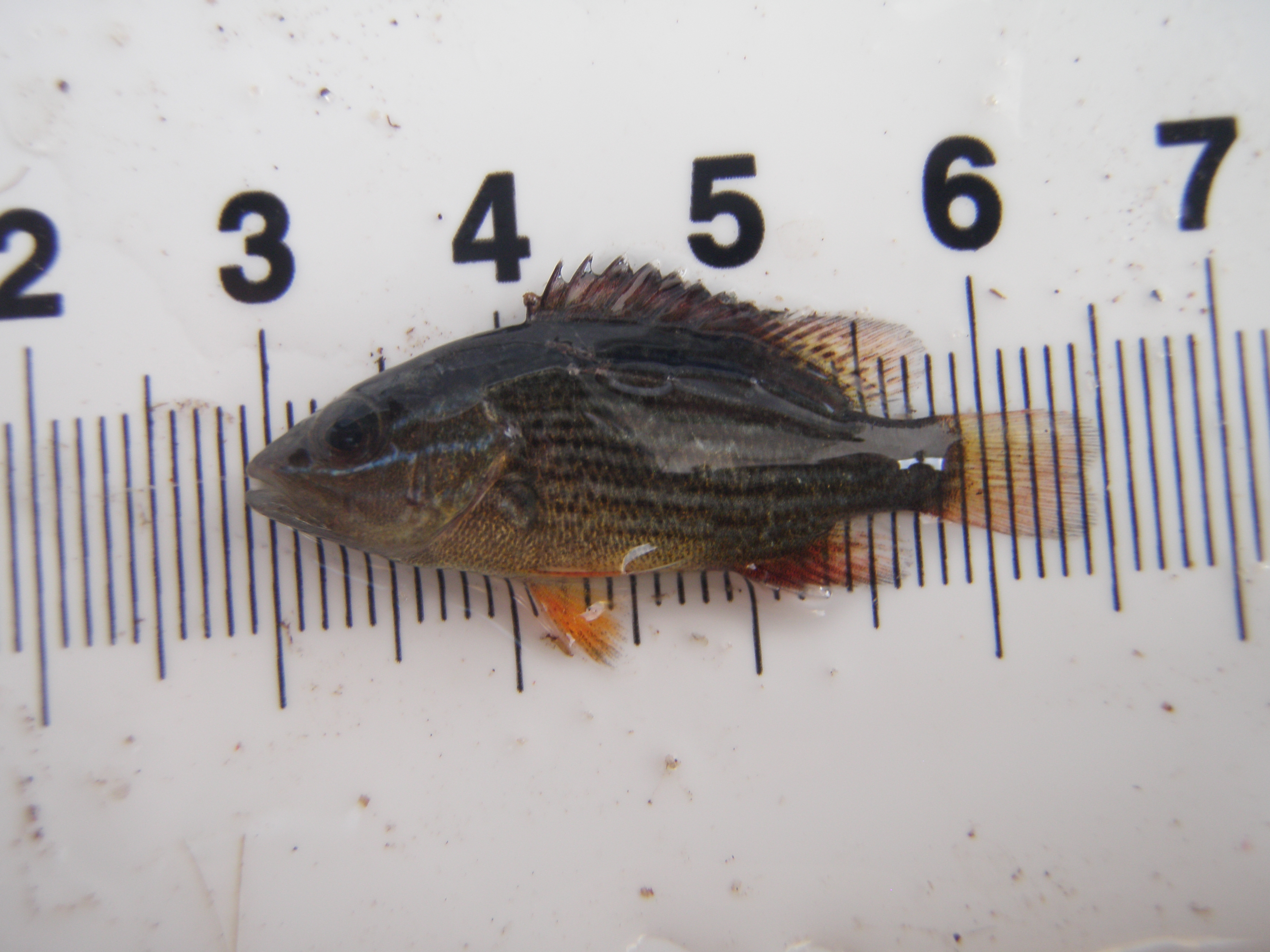 Juvenile Gray Snapper