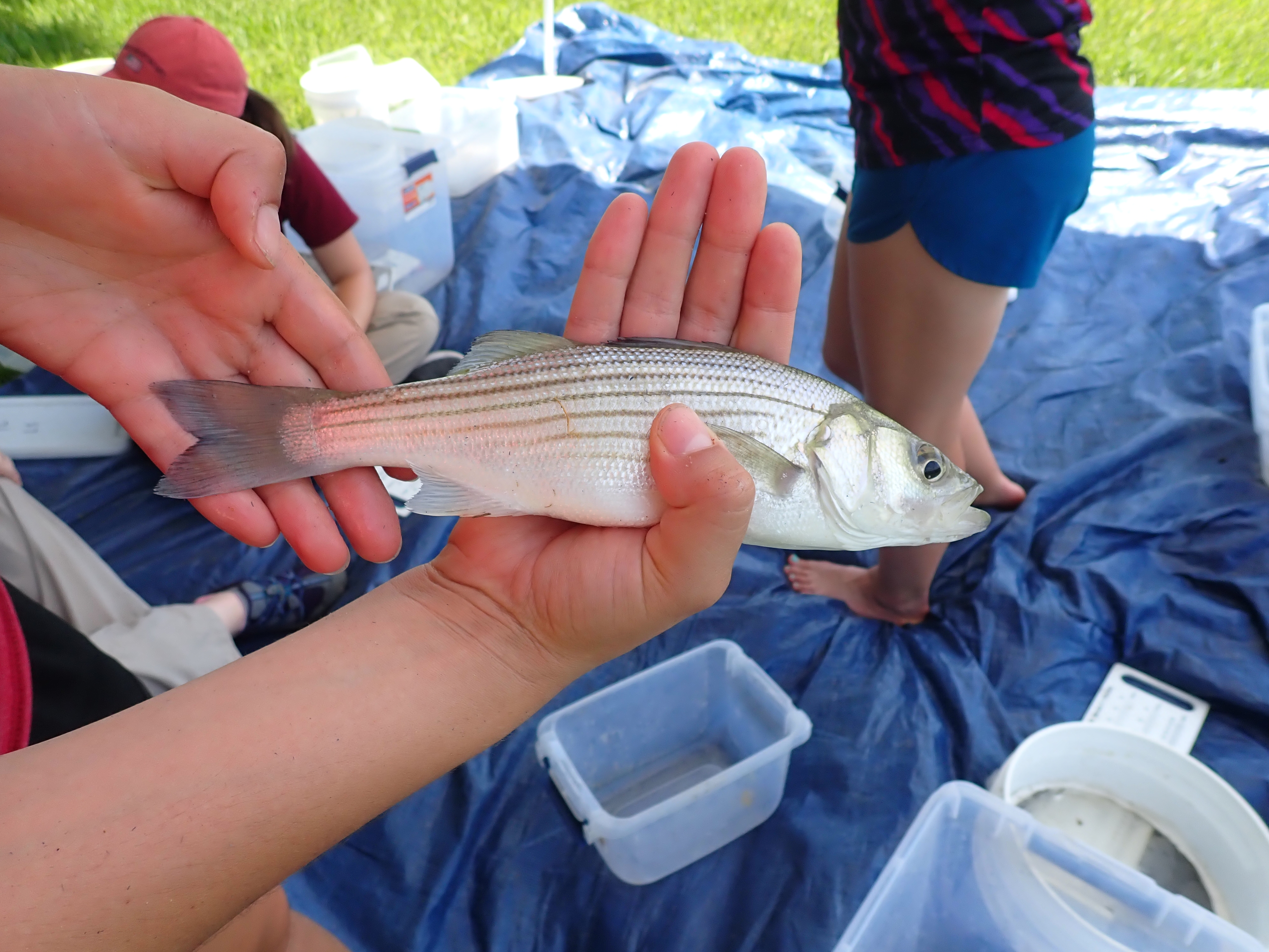 Striped bass