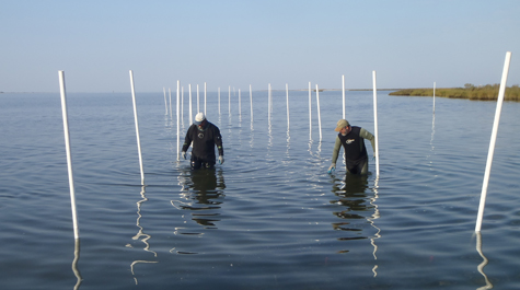 Oyster Reef Research