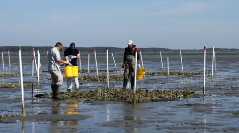 Experimental Oyster Reefs
