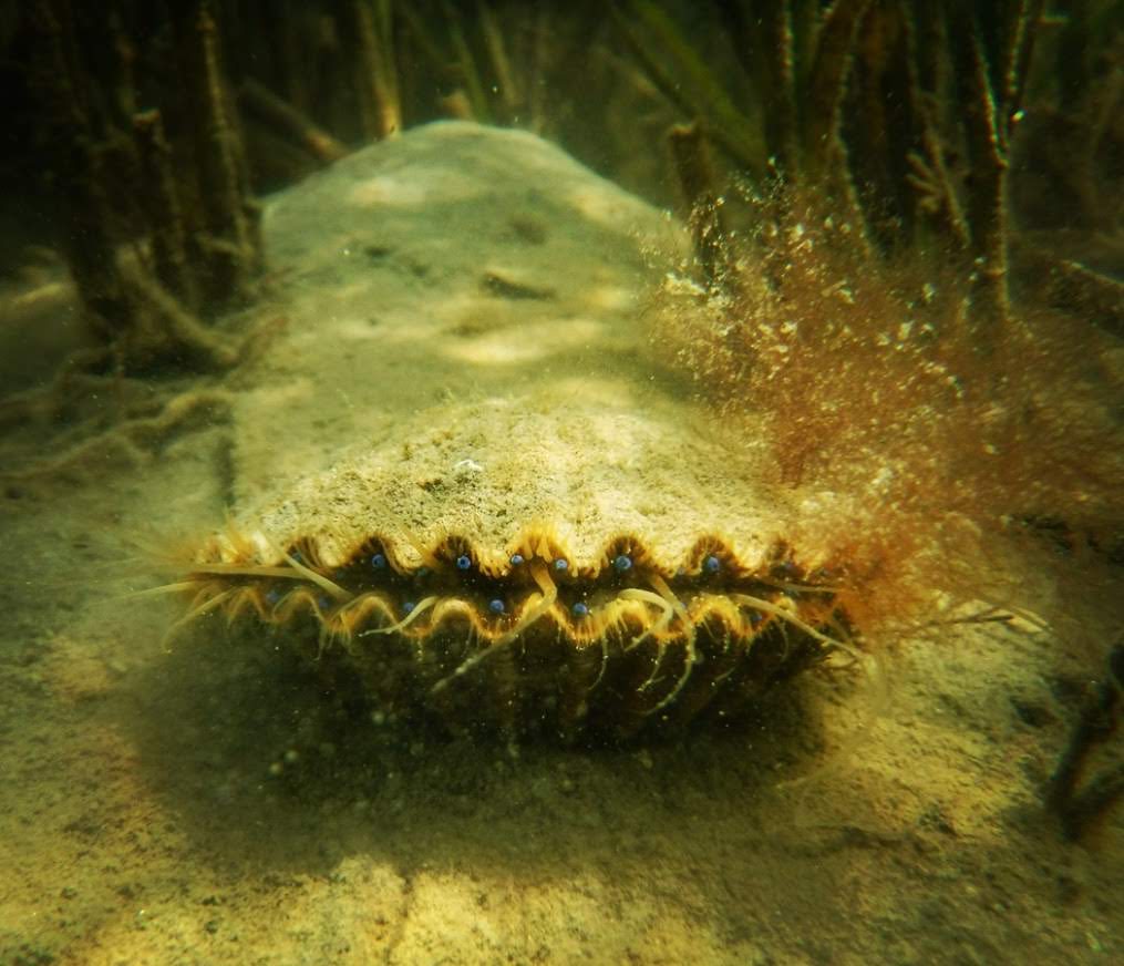 live scallops underwater