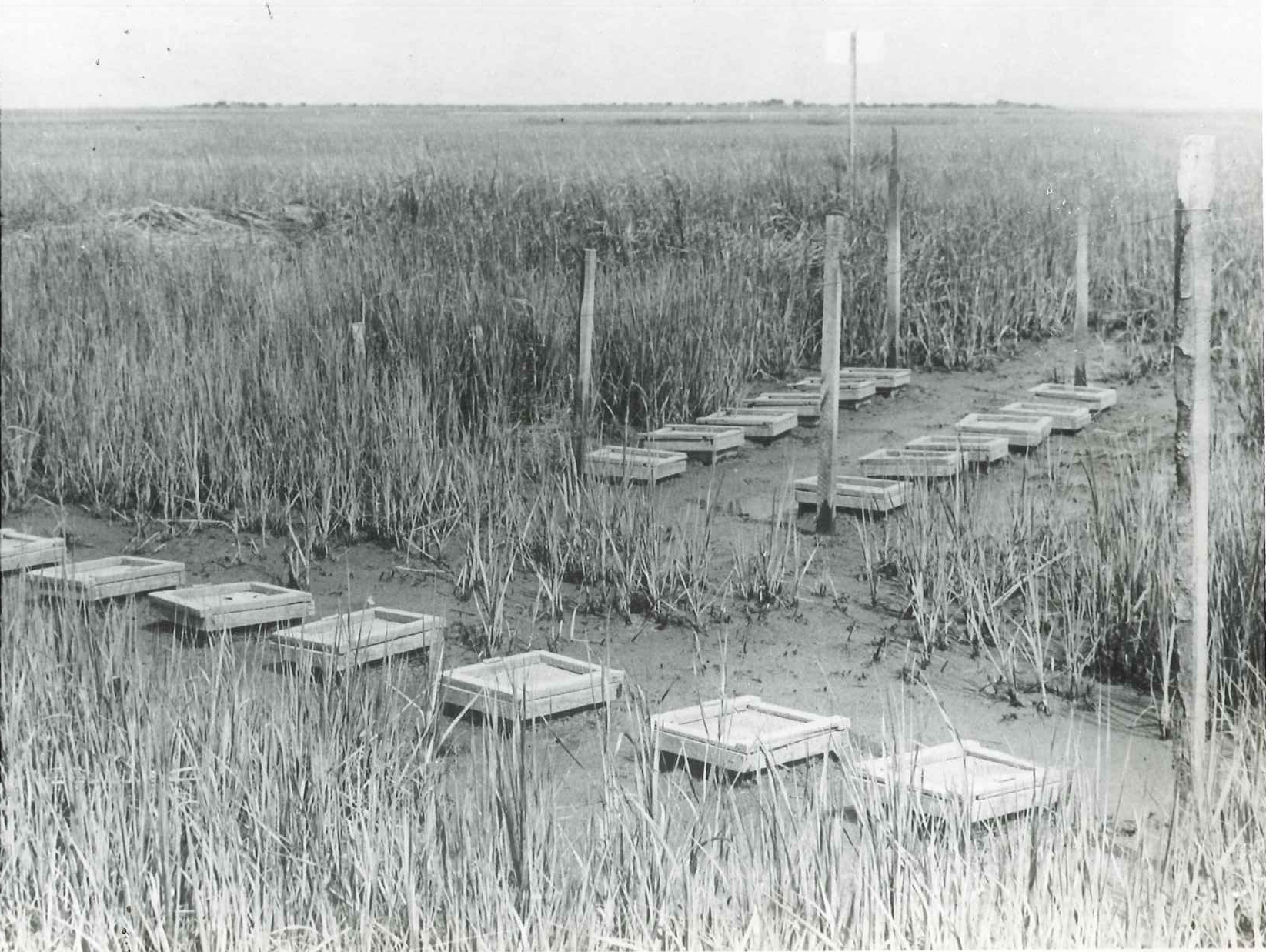 ESL shellfish cages in the 1960's