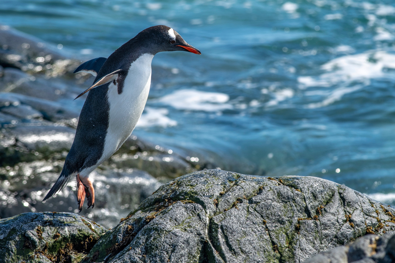 Adelie Penguin