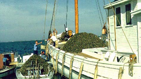 Oyster Boat