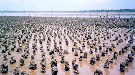 Oyster aquaculture