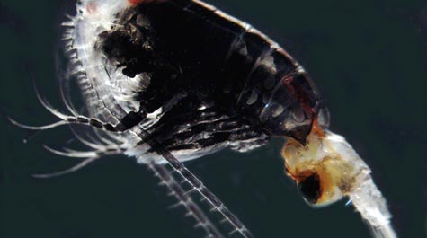 The copepod Gaussia