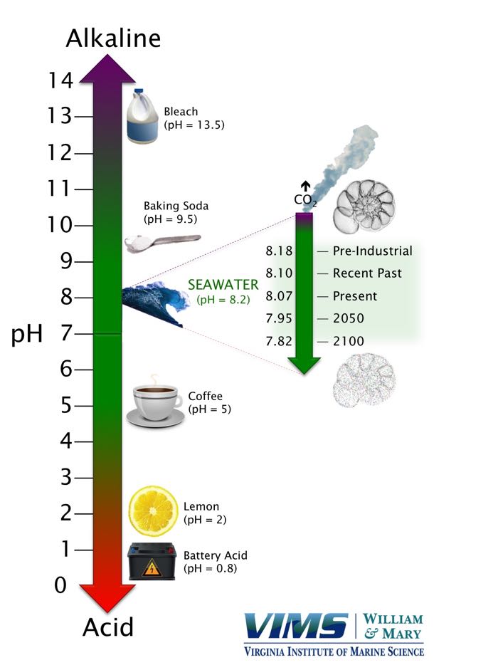 ph scale with pictures