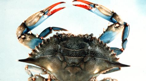 blue crab claws