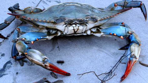 maryland crab dredge report 2022