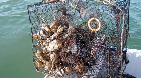 Student-developed app will help public remove derelict crab traps