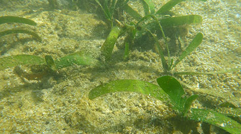 Tropical Seagrass
