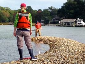 VIMS Ph.D. student Ann Arfken (foreground) measures an emergent oyster reef in the Lynnhaven River. © BK. Song/VIMS.