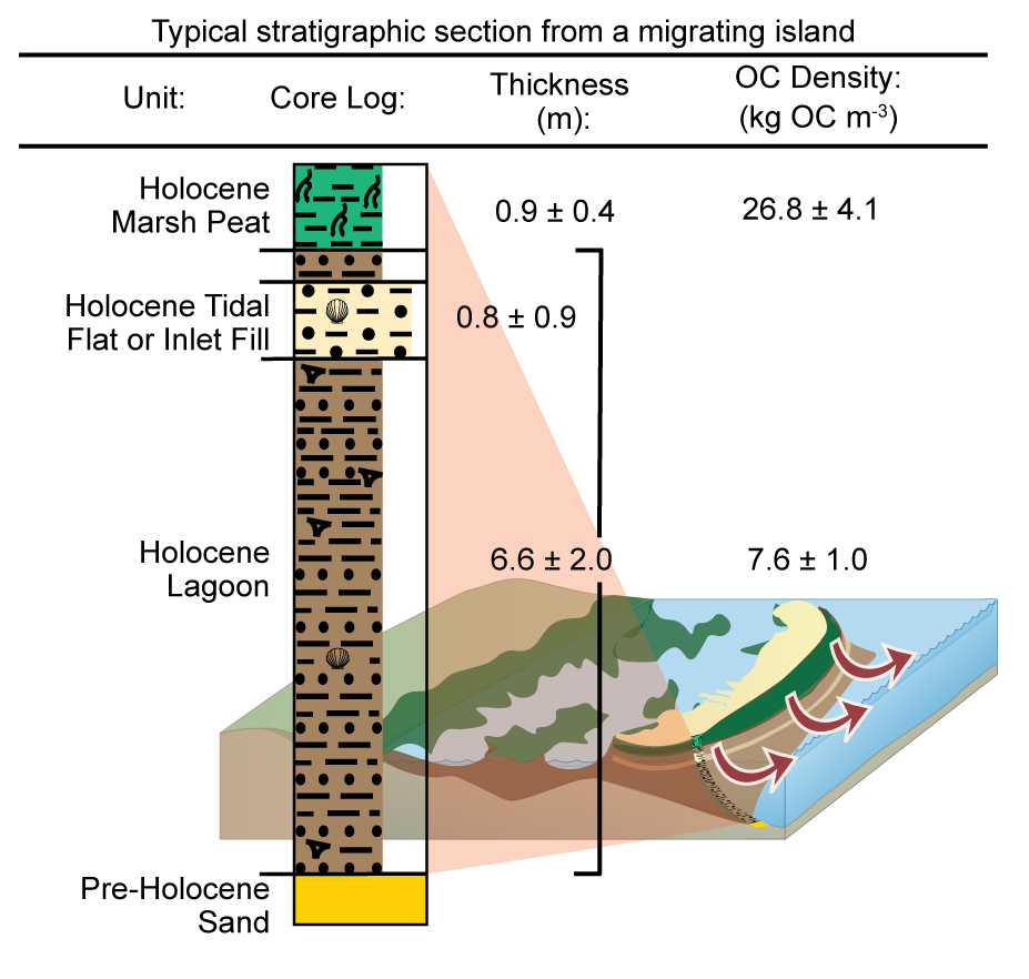 Typical stratigraphic section from sediment cores penetrating through beachface-exposed marsh along a landward-migrating island, identifying stratigraphic units with associated average thicknesses (with standard errors) and OC densities (with uncertainties that account for propagations of sediment bulk density standard errors and 95% confidence intervals of organic matter to OC conversions; see Supplementary Information). Barrier system diagram modified from Tracey Saxby, Integration and Application Network (ian.umces.edu/media-library).