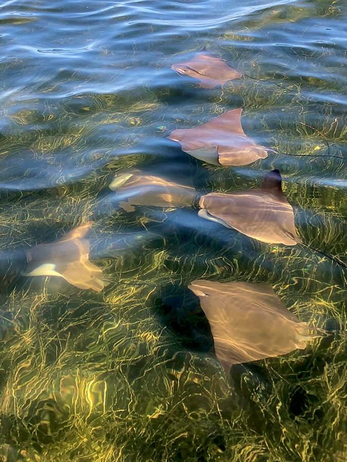 A fever of cownose rays © Desiree Groff