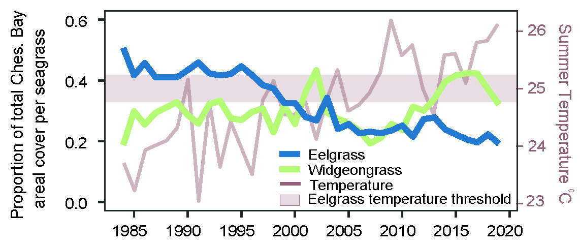Eelgrass (blue) extent has decreased over the last 40 years, especially as the mean summer temperature (light red) in the lower Chesapeake Bay has risen enough to frequently exceed eelgrass’ ~25 °C mean summer temperature limit (light red shaded horizontal line). With both eelgrass’ habitat loss and successful Bay-wide nutrient reductions that increased water clarity, the area covered by temperature tolerant widgeongrass (green) greatly expanded. Widgeongrass temperature maxima are not reached in Chesapeake Bay.