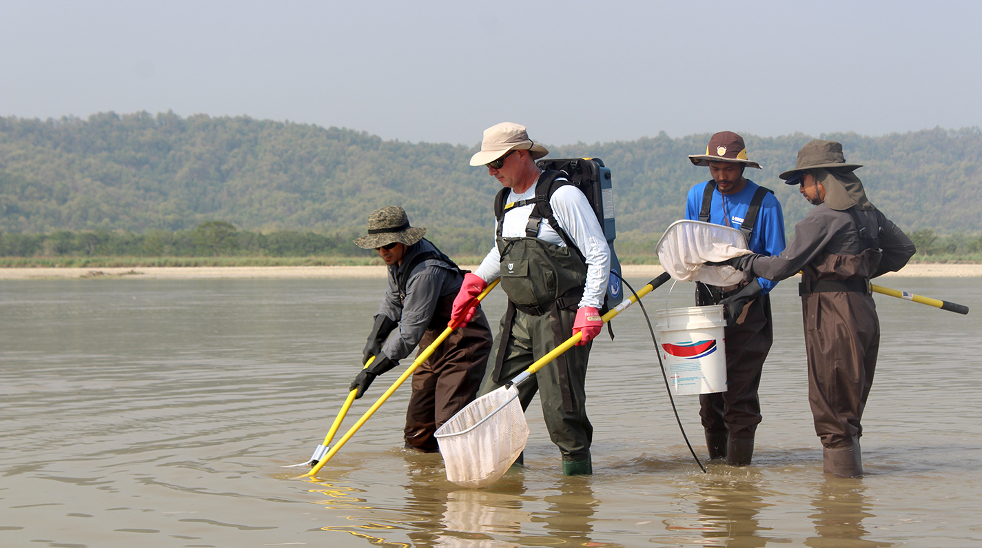 Electrofishing in the Narayani River, near Chitwan National Park, Nepal. This technique helped the team identify approximately 60 fish species in summer 2023.