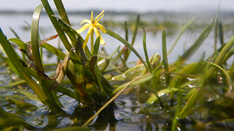 Flowering Water Stargrass