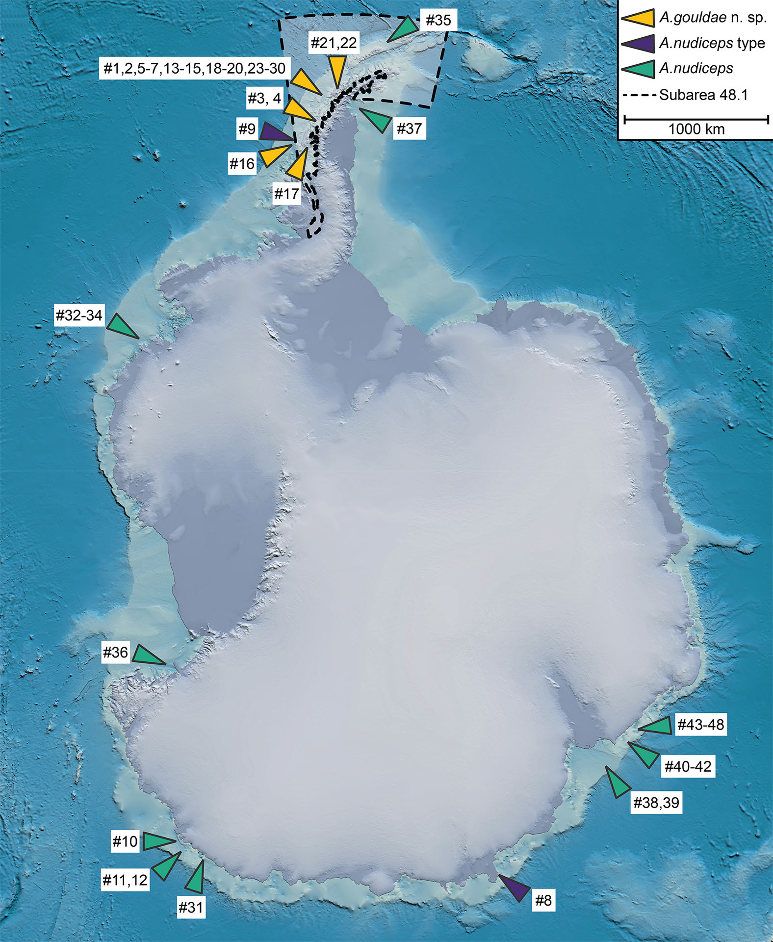 This map shows where larval samples of Akarotaxis gouldae (yellow arrows) were collected along the western Antarctic Peninsula. Compared to Akarotaxis nudiceps, Akarotaxis gouldae appear to have a much more limited range. (Image provided by Andrew Corso)