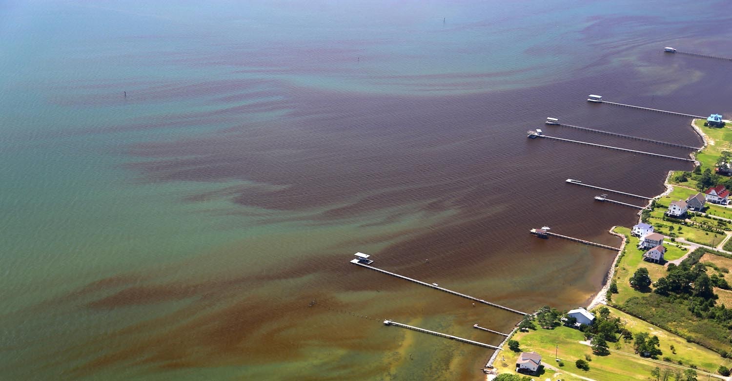 An exceptionally dense algal bloom along the north shore of the York River. These blooms are caused by excess nutrients entering the Bay and contribute to dead zones that suffocate marine life. Photo by Wolfgang Vogelbein.