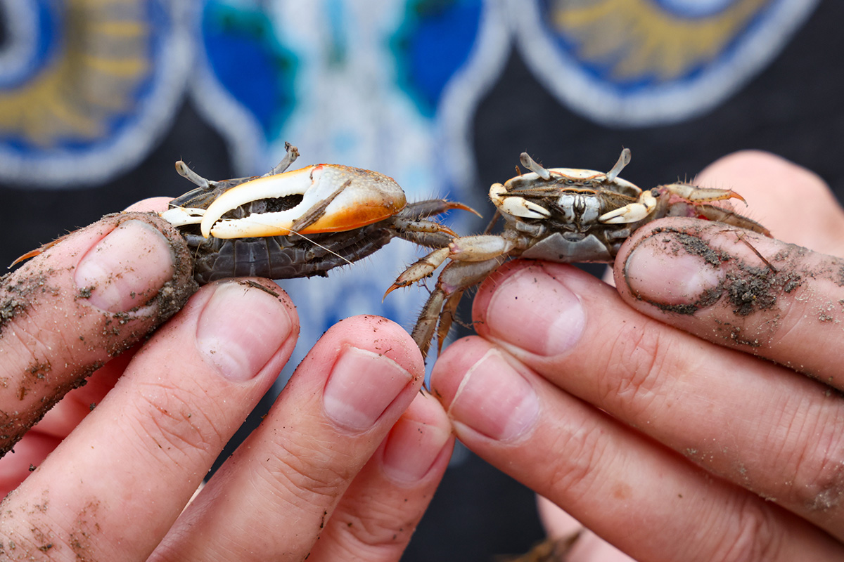 He was recently featured by Science News for his work documenting the migration of fiddler crabs into northern states as a result of climate change. (Photo by John Wallace)