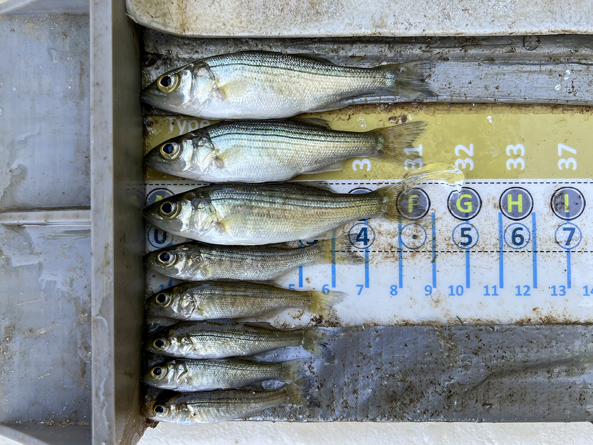 Juvenile striped bass captured during the survey. Captured fish are counted, measured and returned alive to the river. (Photo by Jack Buchanan)