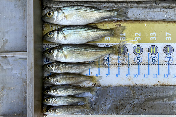 Juvenile Striped Bass