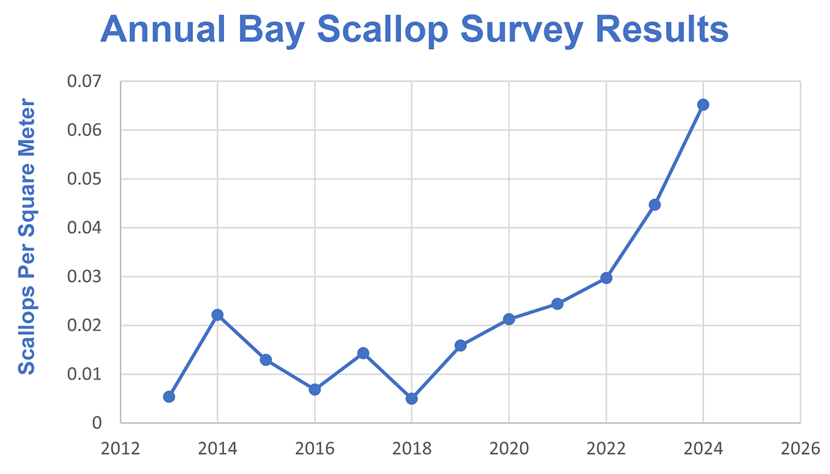 Since 2012, VIMS ESL has been working to restore the wild population of bay scallops in Virginia's coastal bays. 