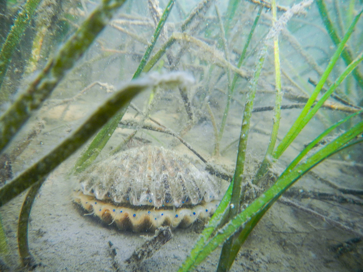 Bay scallops require seagrass for development and survival. (Photo by ESL staff) 