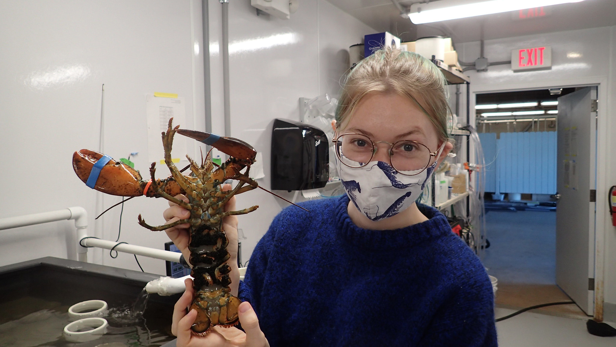 Ph.D. candidate Abigail Sisti works in the Seawater Research Lab at VIMS. (Photo by Brittany Jellison)