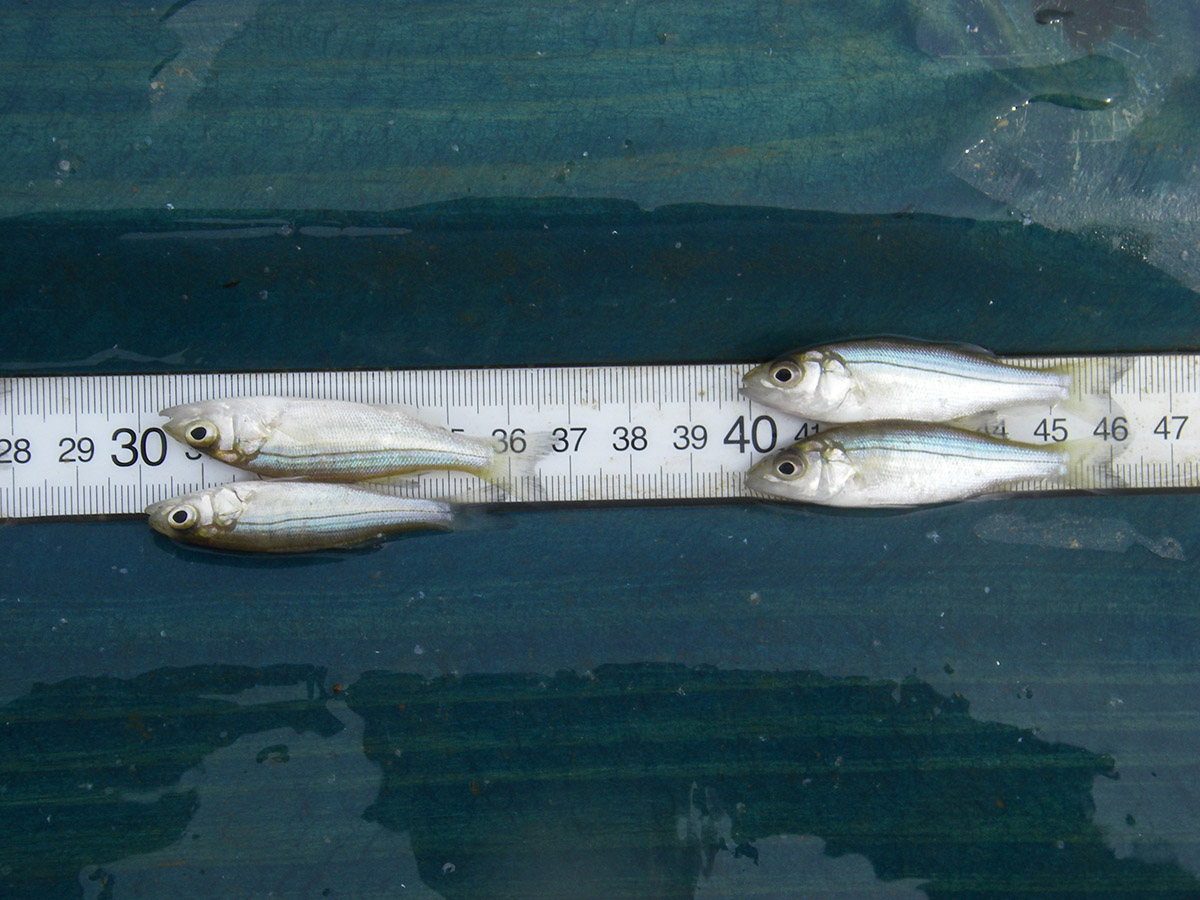 Striped bass caught during the annual Juvenile Striped Bass Survey. After hatching, the fish spend their first summer in shallow, near-shore habitats. (Photo credit: VIMS Juvenile Striped Bass Survey)