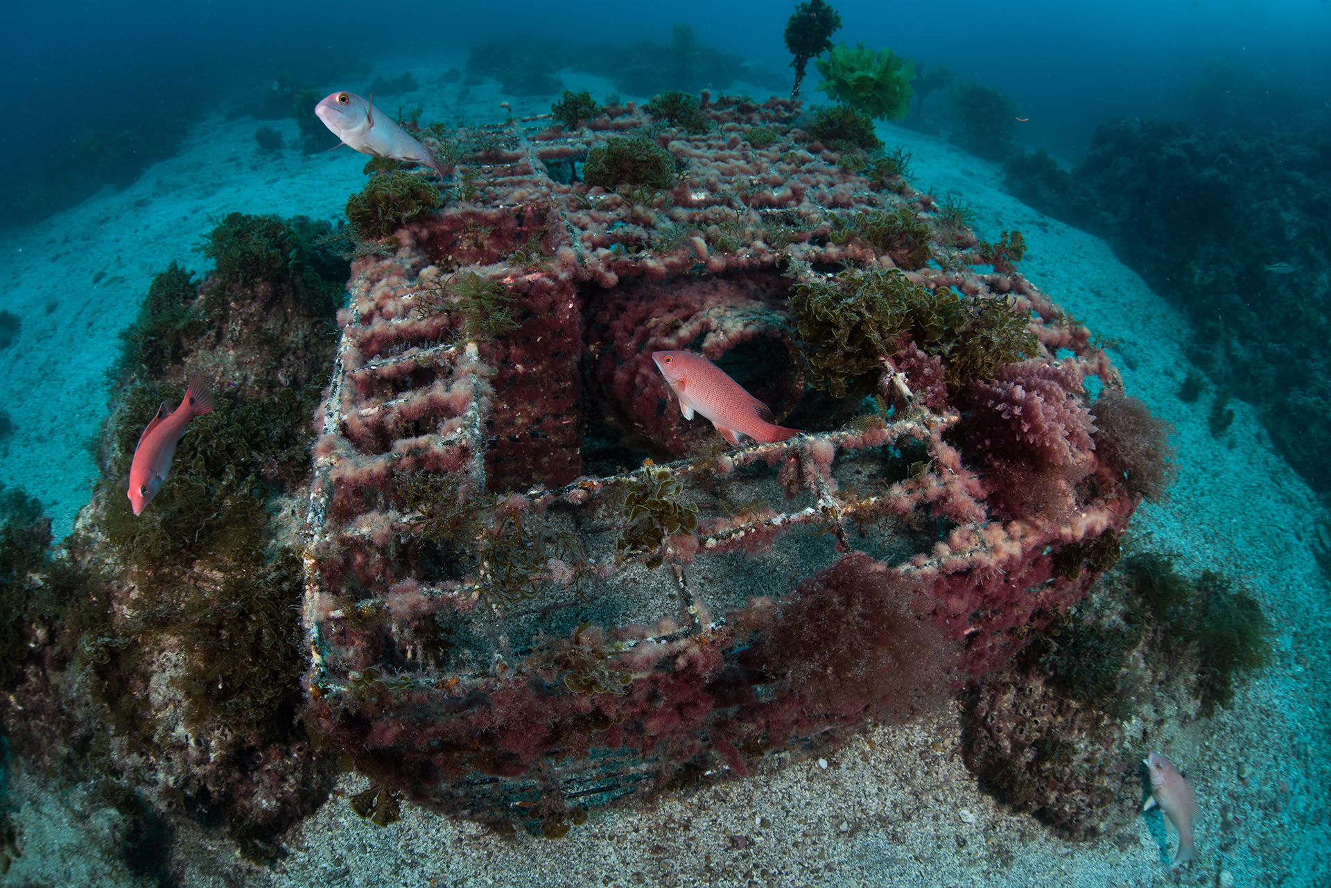 An abandoned spiny lobster trap off the coast of California. Derelict fishing equipment can continue to trap and kill animals, harming marine ecosystems and competing with actively fished gear. 