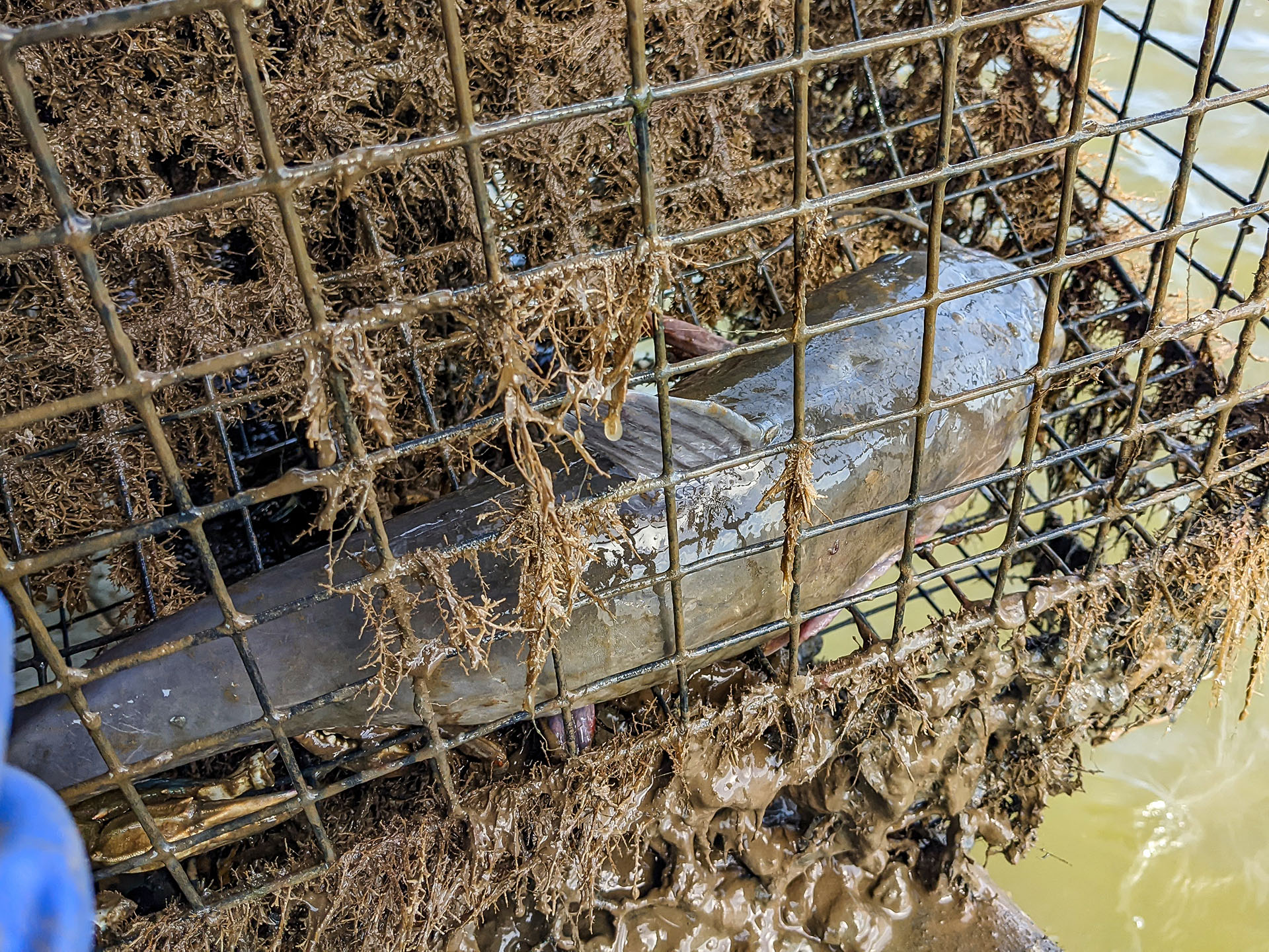 A derelict crab trap recovered from Maryland waters in the Chesapeake Bay containing several species of bycatch. Photo by Oyster Recovery Partnership