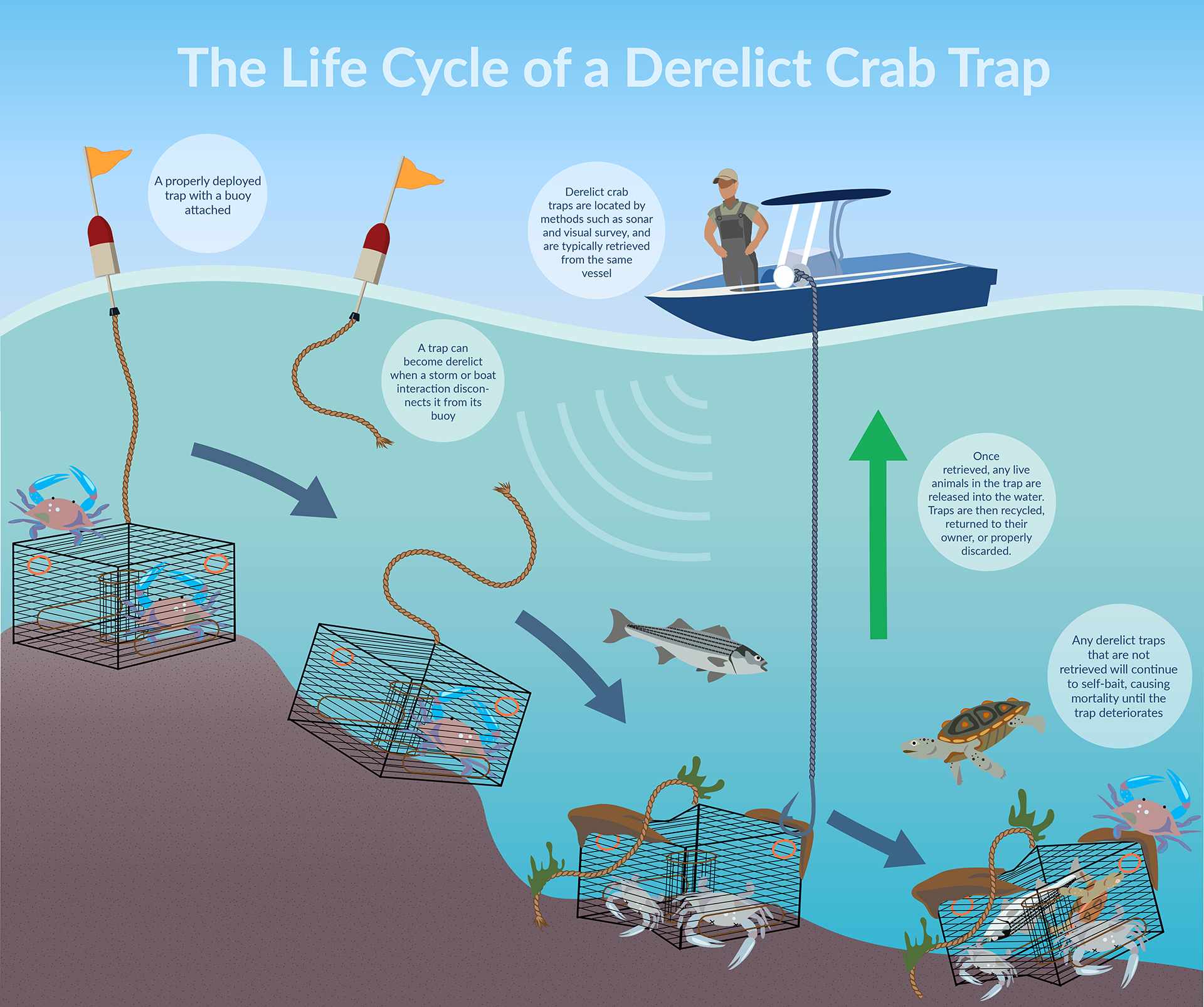 An illustration detailing the impacts of derelict crab traps. A 2016 study suggested that removing just 10% of derelict crab and lobster traps worldwide could increase landings by 293,929 metric tons.