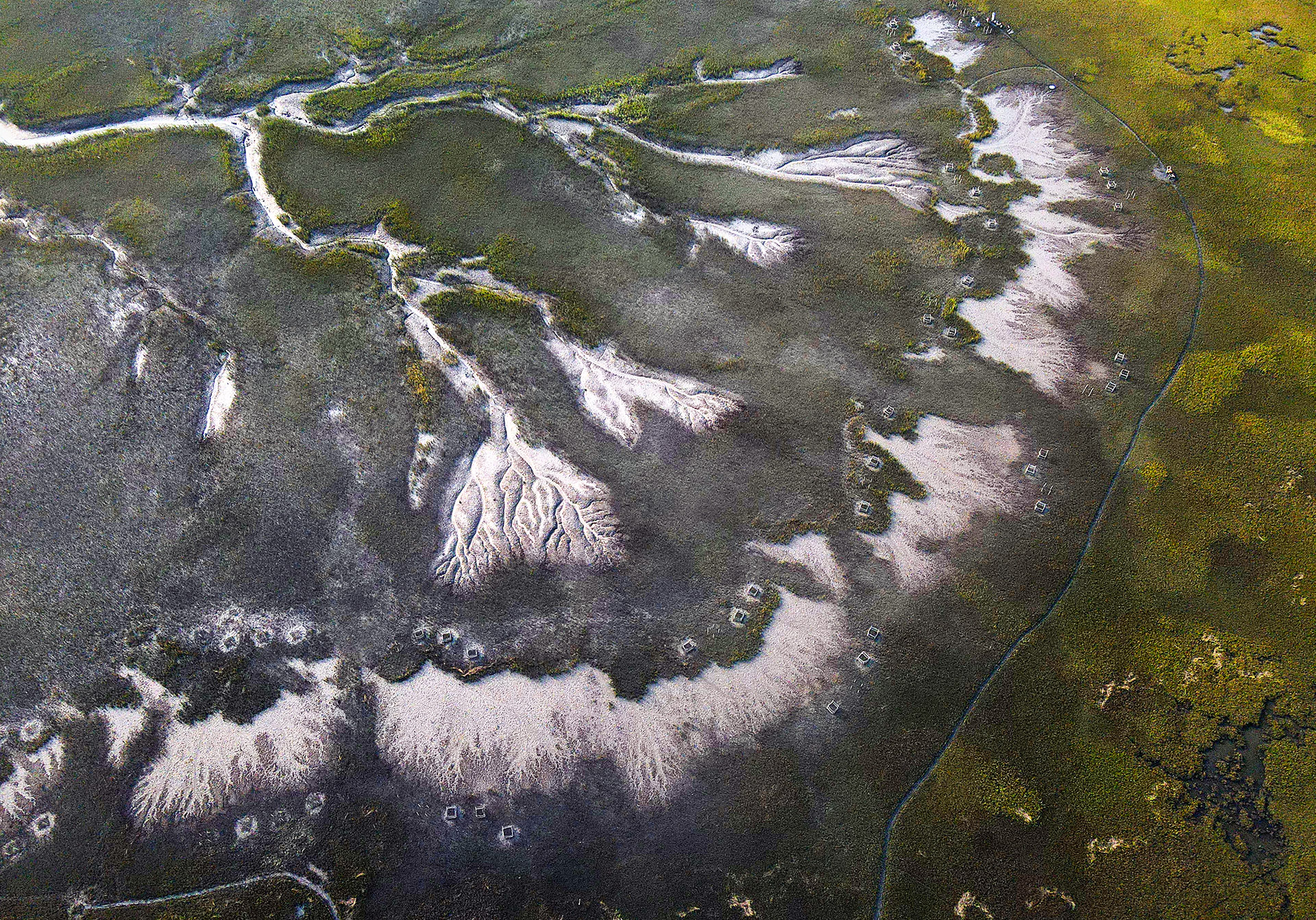 The impacts of purple marsh crabs on salt marshes can be viewed from space. The crabs leave expansive, fan-shaped mudflats as they burrow into the marsh and consume large swaths of cordgrass. Photo by Virginia Sea Grant