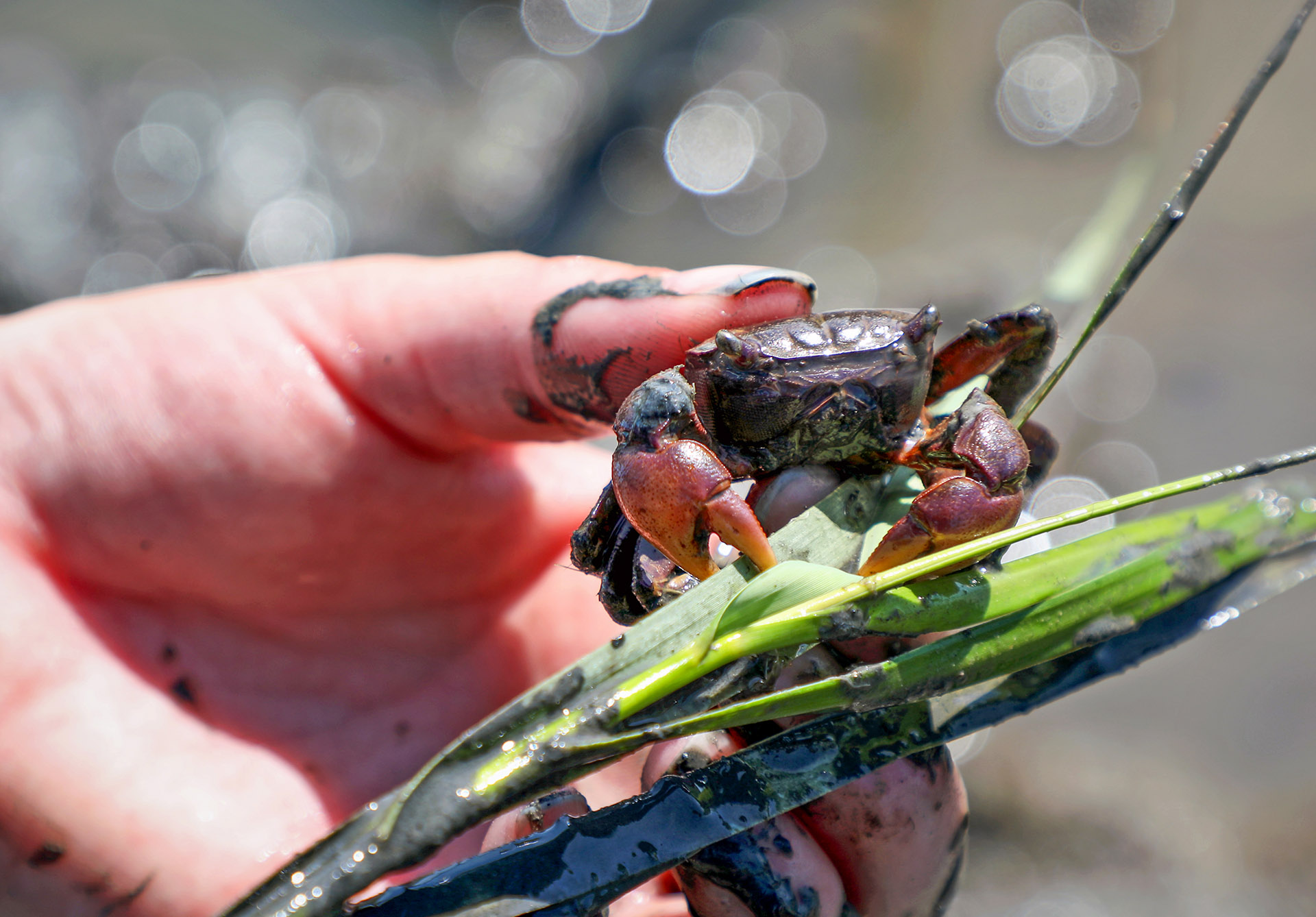 Purple marsh crabs are native to salt marshes throughout the East Coast. They consume marsh grass above the surface and underground as they burrow. Photo by Virginia Sea Grant