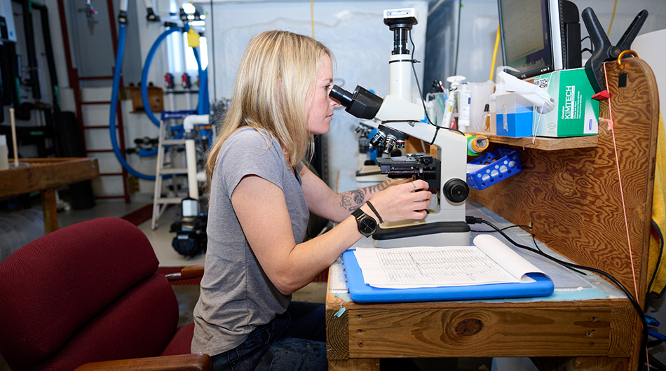 Rebecca T. Smith observes juvenile scallops under a microscope at the VIMS ESL Castagna Shellfish Research Hatchery. (Photo by James Loving) 