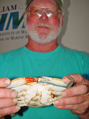 Waterman David Johnson of Deltaville pulled the crab from Chesapeake Bay.