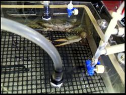 A blue crab occupies the respirometer chamber during tests at VIMS' Eastern Shore Laboratory. © R. Brill.