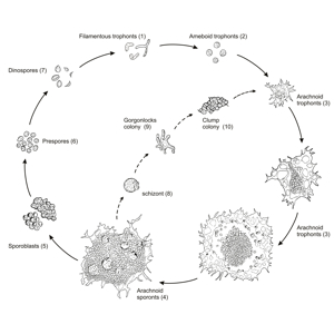 The complex life cycle of <em>Hematodinium</em> in the blue crab. Click for larger version.