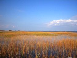 As sea level rises and tidal flooding increases, coastal wetlands accumulate sediments that help marshes build upward. © M. Kirwan/VIMS.