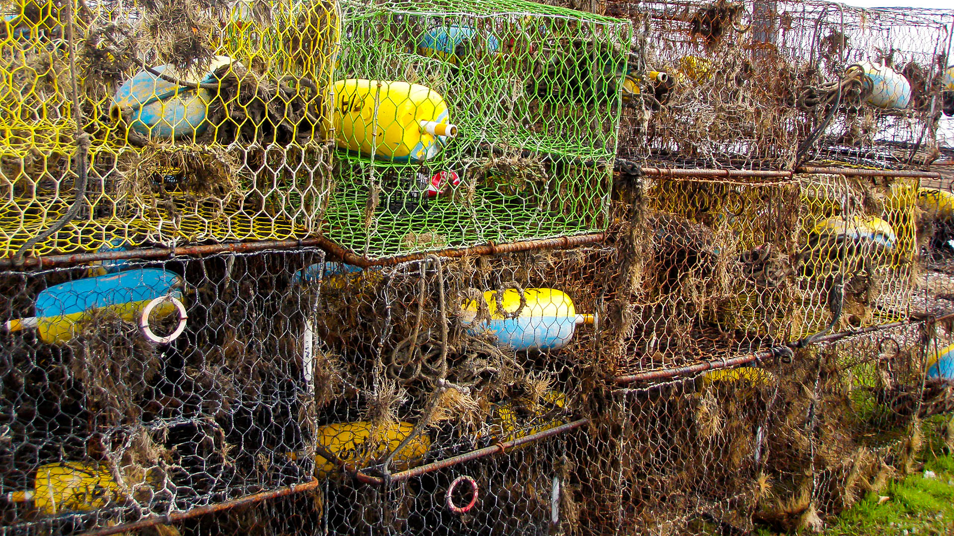 Stacks of derelict crab traps collected from the Chesapeake Bay as part of the Virginia Marine Debris Removal Program. Photo by the Center for Coastal Resources Management