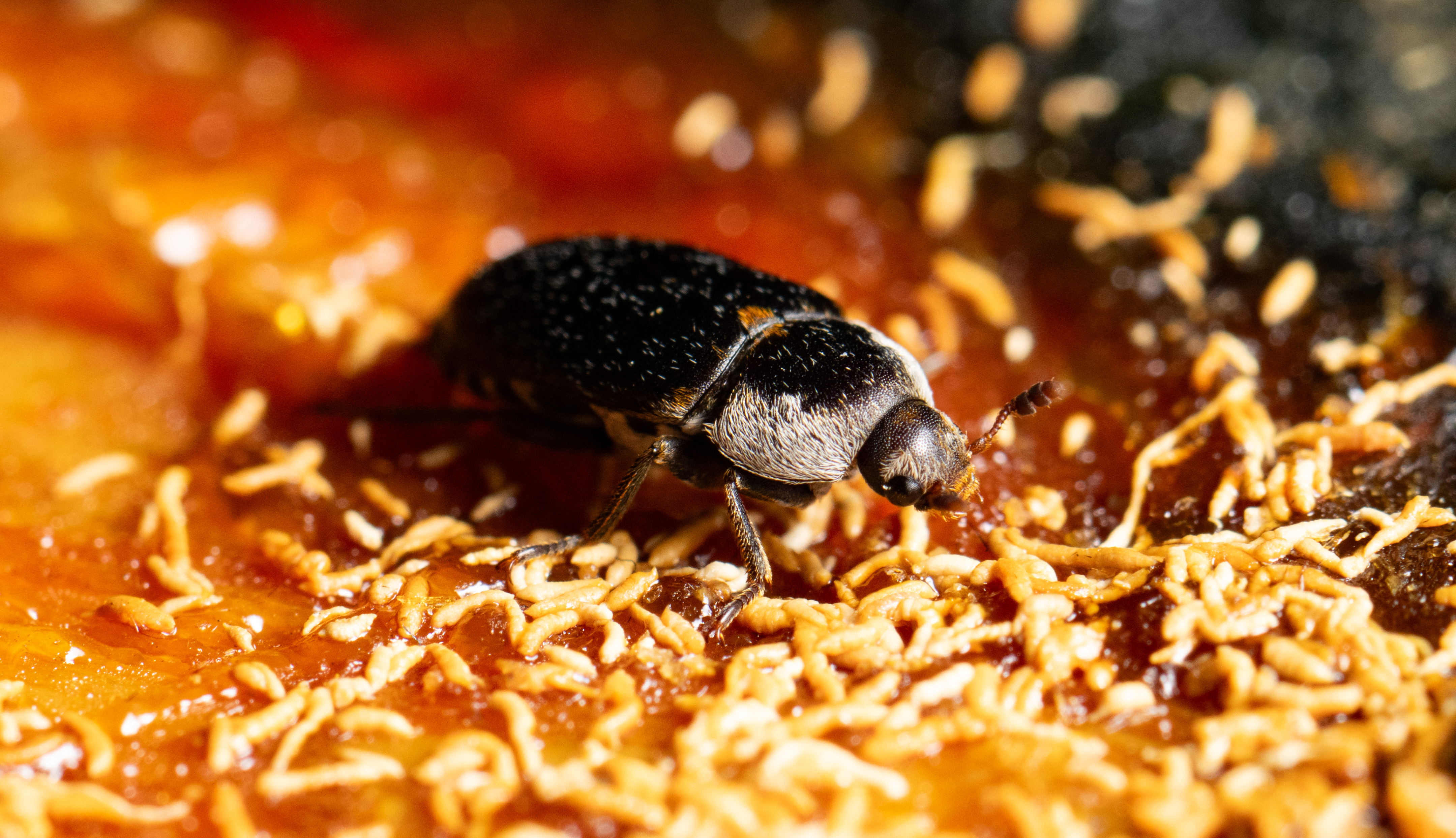 A clouseup photo of a dermestid beetle