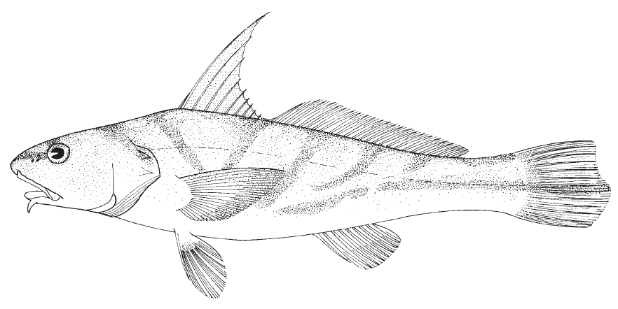 Atlantic croaker